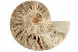 Bargain, Daisy Flower Ammonite (Choffaticeras) - Madagascar #191237-4